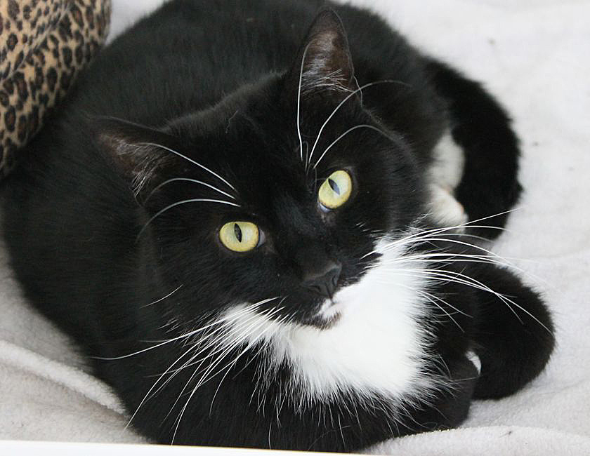 Ashbourne Animal Welfare charity Lucky the cat.jpg